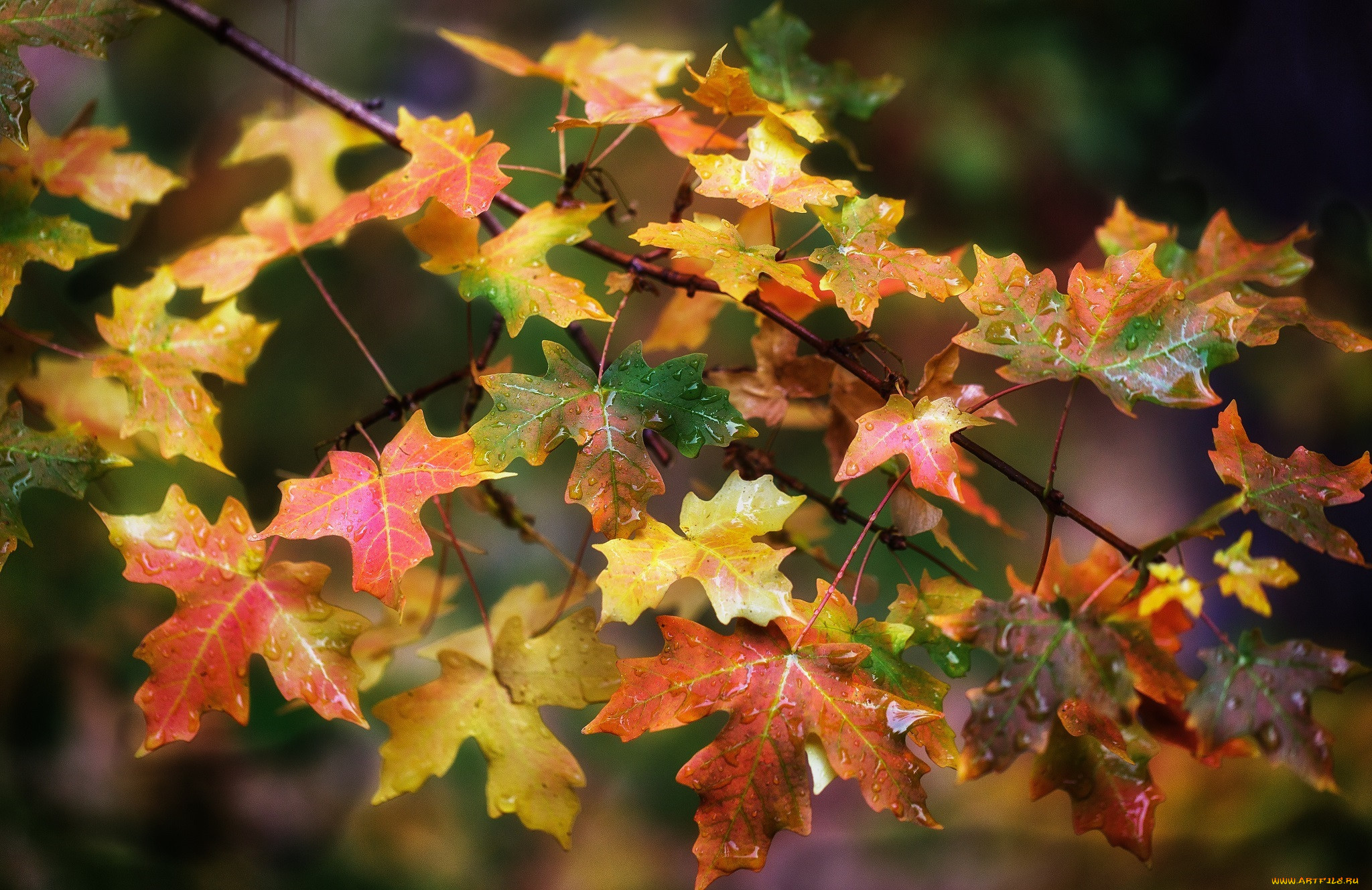 Ветка осенних листьев. Осенние листья. Осенний кленовый лист. Осень клен. Красивые листья.